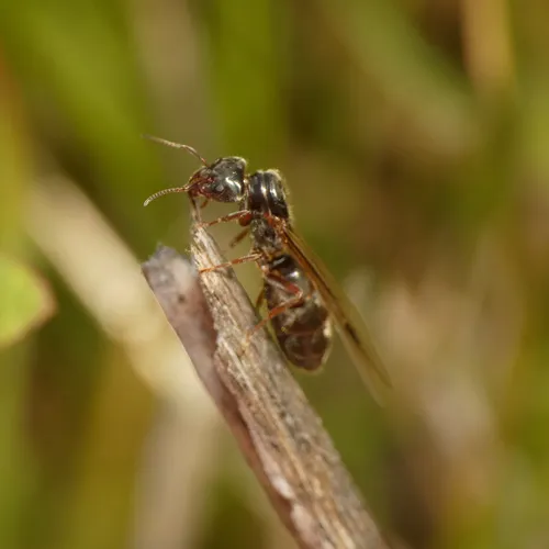 Western Velvety Tree Ant