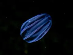 Dryodora glandiformis thumbnail 3