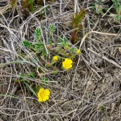 Early Cinquefoil thumbnail 1