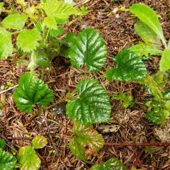 snow dwarf bramble thumbnail 4