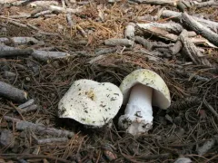 Amanita alpinicola thumbnail 3