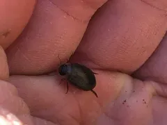 Rhantus wallisi thumbnail 4