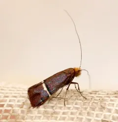 Purple Fairy Moth thumbnail 4