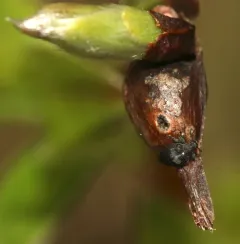 Tachyerges niger thumbnail 4