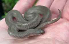 Smooth Earthsnake thumbnail 2