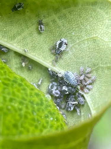 Bird Cherry-oat Aphid