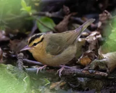 Worm-eating Warbler thumbnail 4