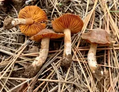 Crassisporium funariophilum thumbnail 3