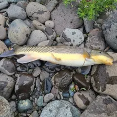 Largescale Sucker thumbnail 3