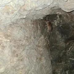 Bushy-tailed Woodrat thumbnail 1