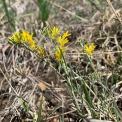 silver bladderpod thumbnail 3
