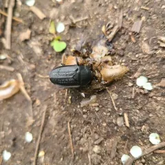 Garden Carrion Beetle thumbnail 4