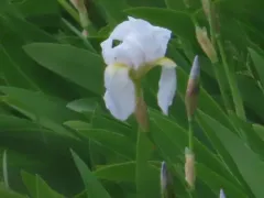 Iris florentina thumbnail 1