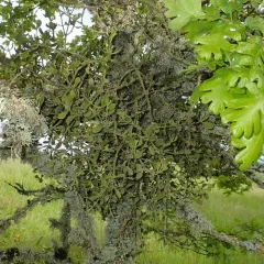 oak mistletoe thumbnail 3
