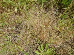 elegant hair grass thumbnail 4