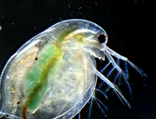 Common Water Flea