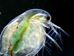 Common Water Flea thumbnail 1