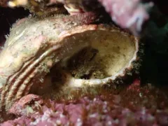 Paguristes turgidus thumbnail 4