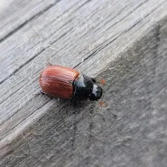 Aphodius pedellus thumbnail 3