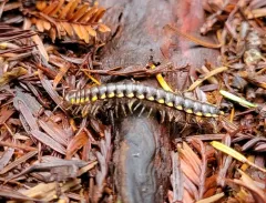 Harpaphe telodonta thumbnail 2