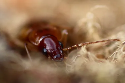 Tule Beetle