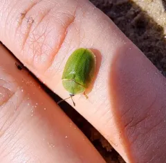 Green Tortoise Beetle thumbnail 3