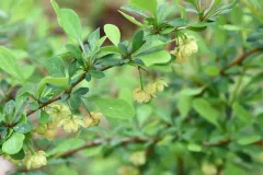 Japanese barberry thumbnail 5