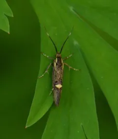 Sulphur Tubic thumbnail 1