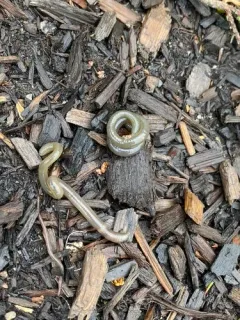 green stink worm thumbnail 2