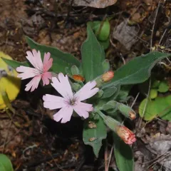 Hooker's Catchfly thumbnail 2