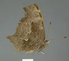 Oreas Comma thumbnail 4