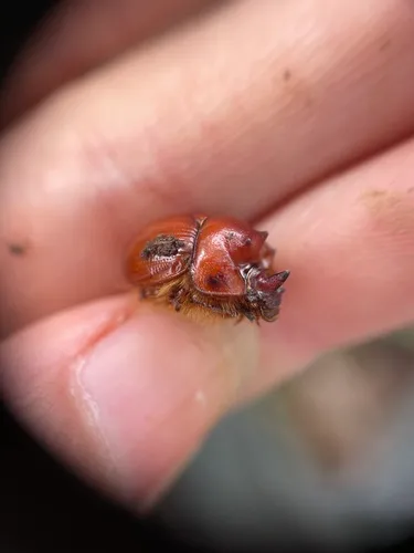 Bolbelasmus hornii
