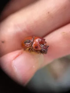Bolbelasmus hornii thumbnail 1