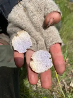 Cazia flexiascus thumbnail 1
