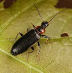 Mourning Fire-colored Beetle thumbnail 2