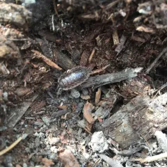 Common Shiny Woodlouse thumbnail 4