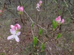 pinkshell azalea thumbnail 1
