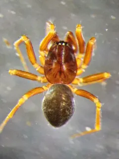 Frederickus coylei thumbnail 3