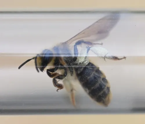 Death Camas Mining Bee