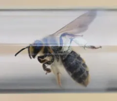 Death Camas Mining Bee thumbnail 1