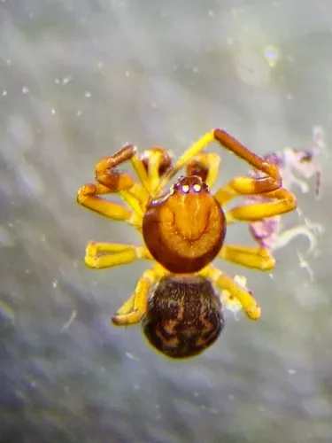 Dipoena malkini