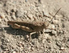 Nevada Red-winged Grasshopper thumbnail 4