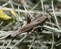 Gray Sagebrush Grasshopper thumbnail 2