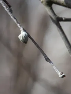 Dasineura serrulatae thumbnail 4