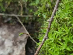 Warrior Moss thumbnail 3