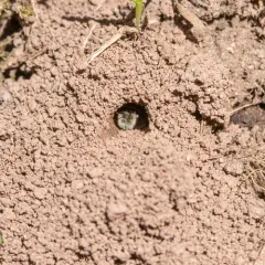 Red-tailed Mining Bee thumbnail 4