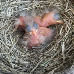 American Robin thumbnail 2