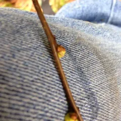 northern spicebush thumbnail 3
