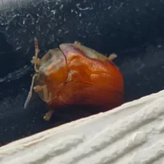 Small Orange Tortoise Beetle thumbnail 4