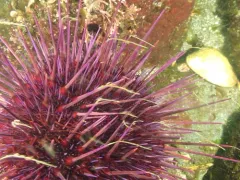 Dulichia rhabdoplastis thumbnail 3